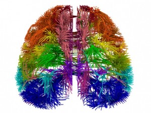 A mouse brain's isocortex