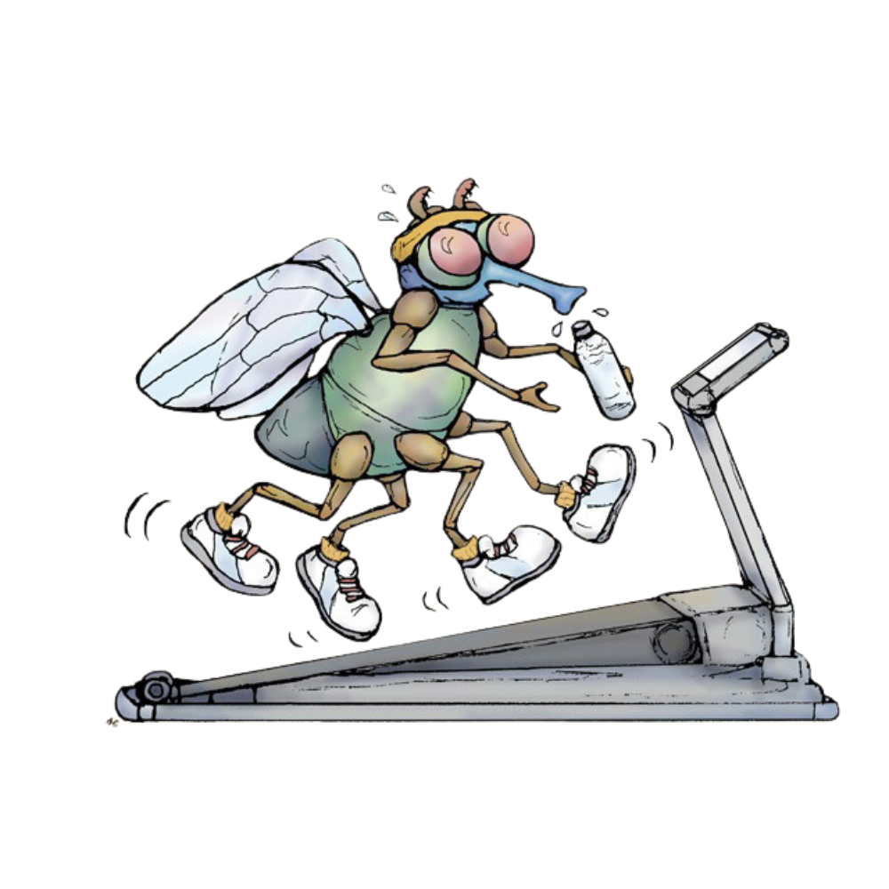 Tiny treadmills offer big insights into the adaptive motor control in fruit flies