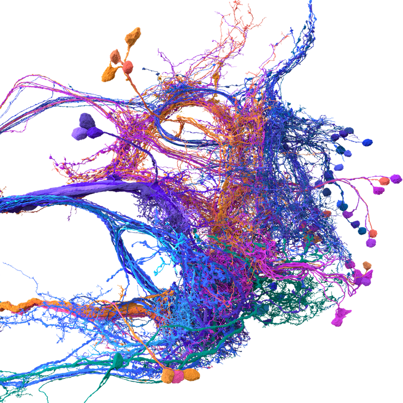 NBIO Postdoctoral Scholar and Affiliate Professor part of consortium that has mapped the complete connectome of the fly brain